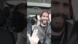 كلاب باواه، هي المره بونكاي وبندا في لفي... Paoa Dogs me N Panda driving around.