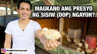 MAGKANO ANG PRESYO NG SISIW DOP NGAYON? Philippines  Dwight Tamayo