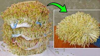 How to grow three-tier bean sprouts in plastic container easy for beginners