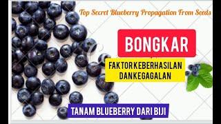 Bongkar Cara Baru Tanam Blueberry dari Biji