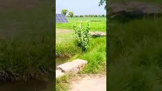 village farming life in pakistan daily routine work #shorts #satisfying #farming