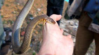 Укус самой агрессивной змеи Европы Aggressive snake bites