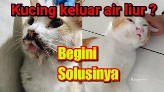 Kucing tidak mau makan dan keluar air liur bau - Begini Cara mengobati kucing tidak mau makan