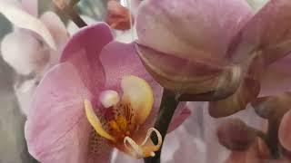 03.02.2023г. Обзор орхидей в Леруа Мерлен г. Ставрополь.
