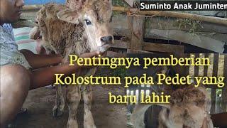 Pentingnya Kolostrum⁉️Berikan Segera Kolostrum Induk Untuk Daya Imun Maksimal