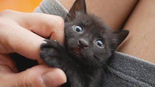 Cute Black Kitten  Transformation Into Panther 