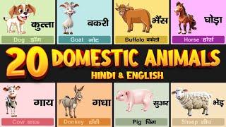 20 Pet Animals Name Hindi and English  पालतू जानवरों के नाम Domestic Animals Name Animals Name