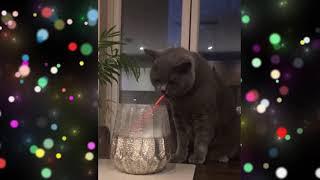 Funny Cat Compilation December 2019 - Funny Animals Video