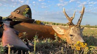 Roebuck hunting in Romania - Rehbockjagd in Rumänien - صيد الروبوك في رومانيا