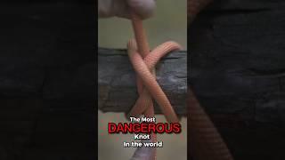 “Worlds MOST DANGEROUS knot”… or Most Useful?