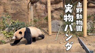 東京巡り ｜上野動物園で初めてパンダをみました！