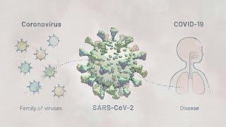 Biology of SARS-CoV-2 Infection  HHMI BioInteractive Video