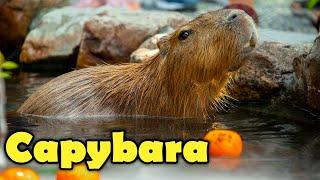 What is a Capybara?  -  Interesting Capybara Facts For Kids