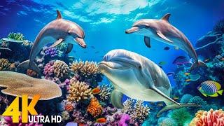 Ocean 4K - Sea Animals for Relaxation Beautiful Coral Reef Fish in Aquarium - 4K Video Ultra HD #1