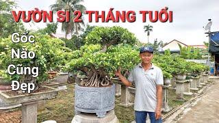 CHIÊM NGƯỠNG vườn si mới TẠO DỰNG được 2 tháng của anh TÙNG - Thủy Nguyên - HP .