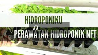 HIDROPONIK NFT #4 PERAWATAN HIDROPONIK