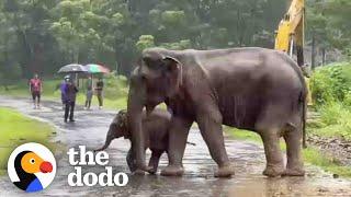 Baby Elephant Separated From His Mom Cries For Help  The Dodo