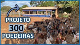 Projeto 300 galinhas poedeiras para produção de ovos caipiras