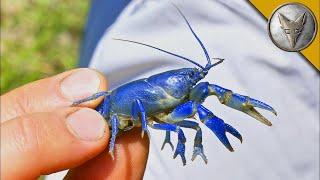 Des ÉCREVISSES BLEUES RARES dans la vraie vie  Brave Wilderness Français