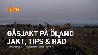 Gåsjakt på Öland - Jakt tips & råd