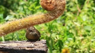 頭烏線 褐頂雀鶥 Dusky fulvetta