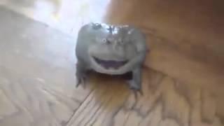 Niesmawita żaba jej głos wymiata