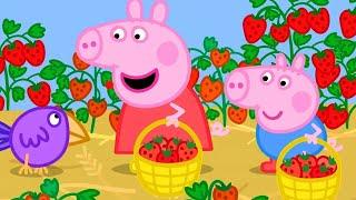 The Strawberry Farm   Peppa Pig Official Full Episodes