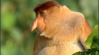 Natures Oddest Looking Animals  Top 5  BBC Earth