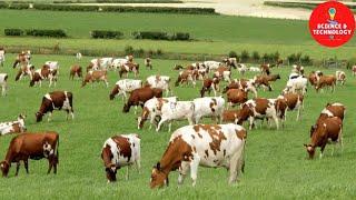 WONDERFUL AYRSHIRE AND SHORTHORN COW DAIRY FARM MODERN TECHNOLOGY CATTLE FARMING COW DAIRY FARMING