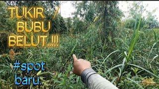 TUKIR  BUBU BELUT.. hutan paya