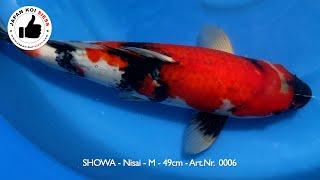 SSV - KONISHI Koi 2024 Showa Nisai Male 49cm Art. Nr.0006