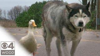 The Unlikely Friendship Of Max And Quackers