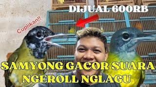 SAMYONG GACOR 600RIBU  STOK BURUNG FULL AMBYAR BURUNG BAHAN PADA BUNYI