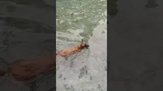 Belgian Malinois swimming and Catch Fish #dogtraining #dog #shepherd