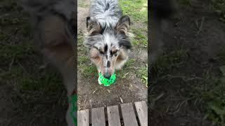 Lovley ️ #shelties #sheltiedog #cute #puppy #dog #animals #funny #pets #love