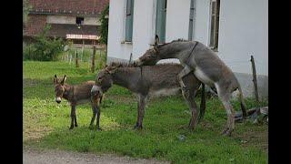 Super murrah donkey meeting first time in my village excellent donkey meeting