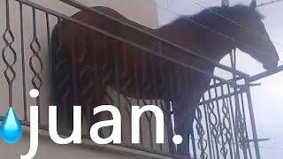 juan 