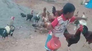 Today our kid Feeding Chicken  SELVAJOTHI FARM TRICHY