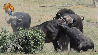 Brutal Buffalo Fight  Kruger Park Sightings  Amazing Animal Videos