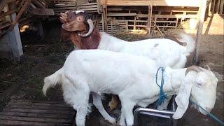 Big boer goat crosses with gulabi goat for produce  savanna goat