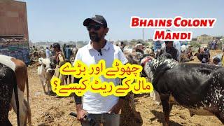 Bhains Colony Mandi Me Rates Kaisay Hai. Bakra Eid Season 2024