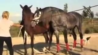 Yeguada susaeta cubricion de un caballo   YouTube