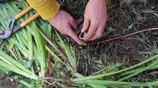 How to install an ground rod clamp. Be a Pro. Learn from the Pros.