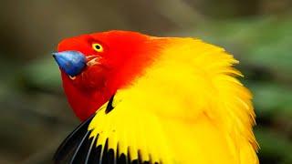 Fascinating Colours of the Animal Kingdom  BBC Earth