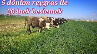 5 dönüm reygras ile 20 ineği neredeyse bedava besliyor. süt ve besi hayvancılığının en ucuz yolu