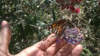 Vanessa virginiensis 08-27-16