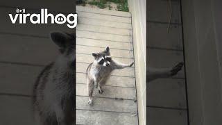 Raccoon Politely Asks For Cookie  ViralHog