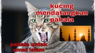 Inilah Pahala Jika Memelihara Kucing Kampung