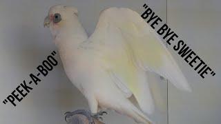 Corella Parrot Talking  Pixel Waffling Away to Himself  SO CUTE SO FUNNY