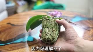 蝴蝶兰快养死了怎么办？园艺师教你，通过修剪的技巧拯救它